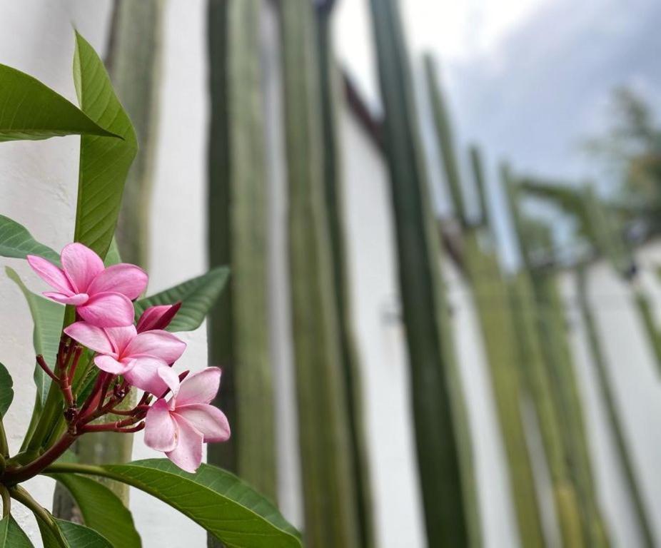 Oaxaca Casa Mayo B&B מראה חיצוני תמונה